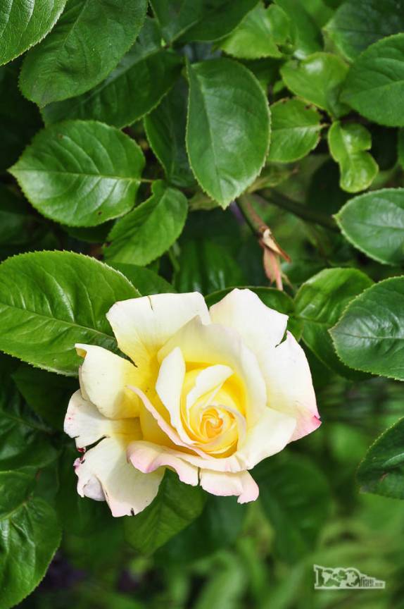 Tempo de flores em Caleta Tortel, no sul do Chile